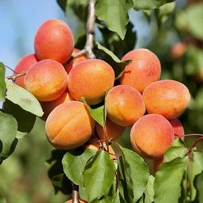 Абрикос АПРИУМ Абрикос АПРИУМ
