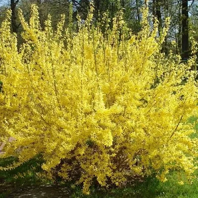 Форзиция ФОРЧУНА в Новосибирске