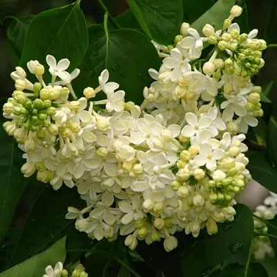 Сирень ПРИМРОУЗ  Сирень ПРИМРОУЗ в Новосибирске