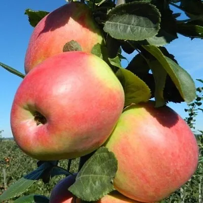 Яблоня БРЯНСКОЕ РОЗОВОЕ в Новосибирске