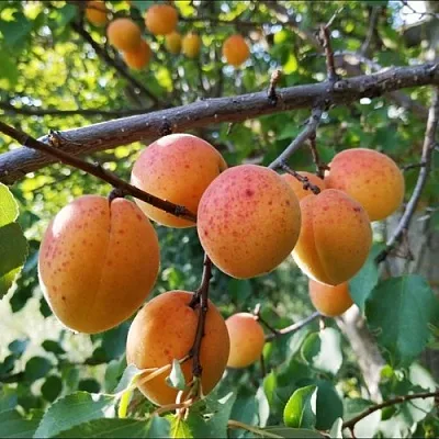 Абрикос ЖЕРДЕЛА  Абрикос ЖЕРДЕЛА в Новосибирске