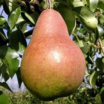 Груша КИРГИЗСКАЯ ЗИМНЯЯ в Новосибирске