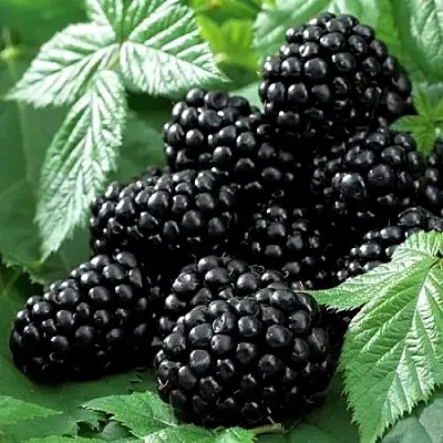 Ежевика БЛЭК БЬЮТИ  Ежевика БЛЭК БЬЮТИ в Новосибирске