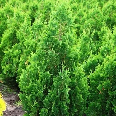 Туя СПИРАЛИС западная в Новосибирске