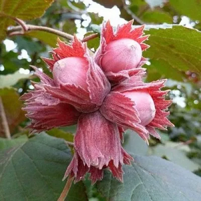 Фундук СКАРЛЕТТ  Фундук СКАРЛЕТТ в Новосибирске