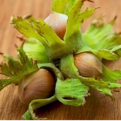 Фундук ГИГАНТ ТАМБОВСКИЙ  Фундук ГИГАНТ ТАМБОВСКИЙ в Новосибирске