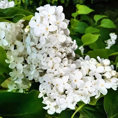 Сирень МАЛЕНЬКИЙ ПРИНЦ  Сирень МАЛЕНЬКИЙ ПРИНЦ в Новосибирске