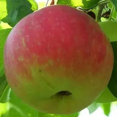 Яблоня УТРО в Новосибирске