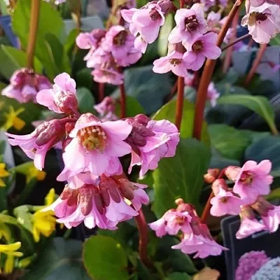 Бадан БЭБИ ДОЛЛ  Бадан БЭБИ ДОЛЛ в Новосибирске