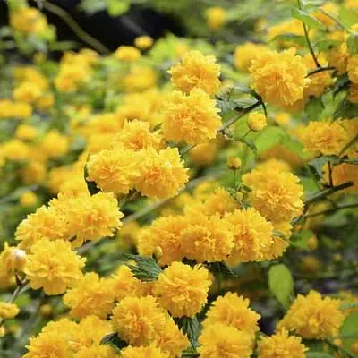 Керрия японская АУРЕОВАРИЕГАТТА  Керрия японская АУРЕОВАРИЕГАТТА в Новосибирске