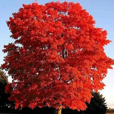 Дуб красный  в Новосибирске