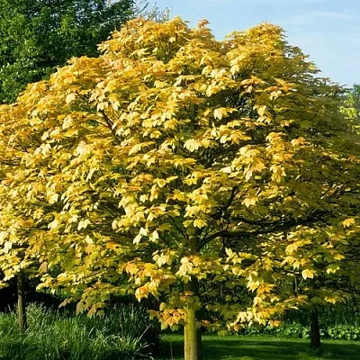 Клен ложноплатановый в Новосибирске