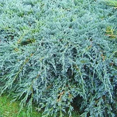 Можжевельник БЛЮ КАРПЕТ чешуйчатый в Новосибирске