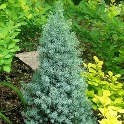 Ель КОНИКА сизая в Новосибирске