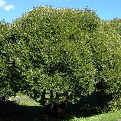 Ива ломкая   Ива ломкая  в Новосибирске