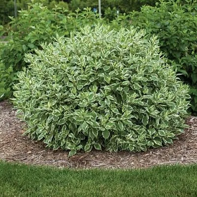 Дерен ЭЛЕГАНТИССИМА белый  Дерен ЭЛЕГАНТИССИМА белый в Новосибирске