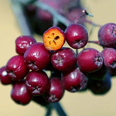 Рябина сладкоплодная  Рябина сладкоплодная в Новосибирске