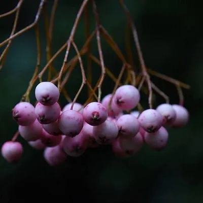 Рябина ПЕКИНСКАЯ сладкоплодная в Новосибирске