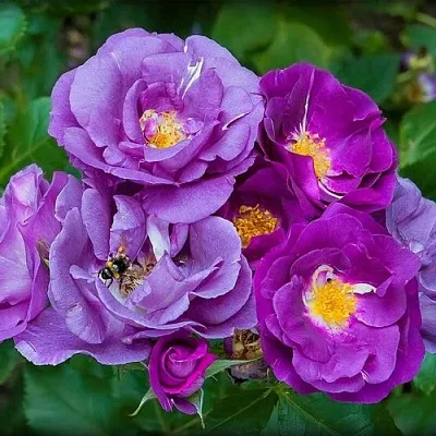 Саженцы роз РАПСОДИЯ ИН БЛЮ шраб в Новосибирске