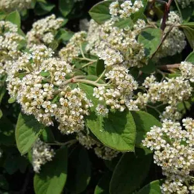 Кизильник пузырчатый в Новосибирске