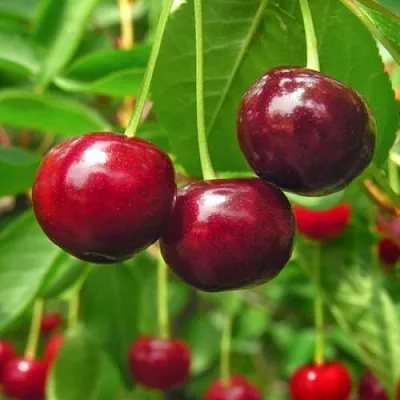 Вишня УЙФЕХЕРТОЙ ФЮРТОШ в Новосибирске