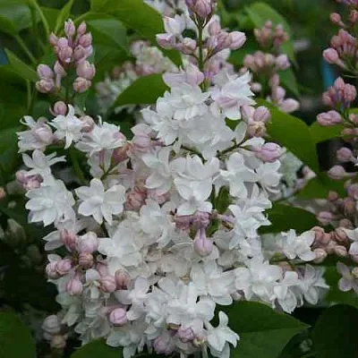 Сирень КРАСАВИЦА МОСКВЫ  Сирень КРАСАВИЦА МОСКВЫ в Новосибирске