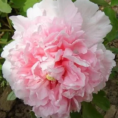 Пион БУКЕТ РОЗОВЫХ ГВОЗДИК древовидный  Пион БУКЕТ РОЗОВЫХ ГВОЗДИК древовидный в Новосибирске