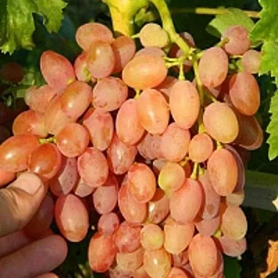 Виноград КИШМИШ ЛУЧИСТЫЙ  Виноград КИШМИШ ЛУЧИСТЫЙ в Новосибирске