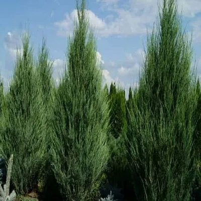 Можжевельник СКАЙРОКЕТ скальный в Новосибирске