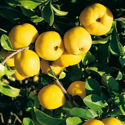 Айва ЦЕЗАРЬ  Айва ЦЕЗАРЬ в Новосибирске