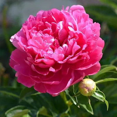 Пион БУШЕЛА травянистый  Пион БУШЕЛА травянистый в Новосибирске