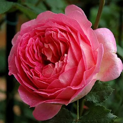 Саженцы роз ДЖУБИЛИ СЕЛЕБРЕЙШН английская в Новосибирске