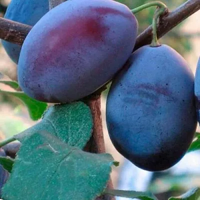 Слива СМОЛИНКА  Слива СМОЛИНКА в Новосибирске