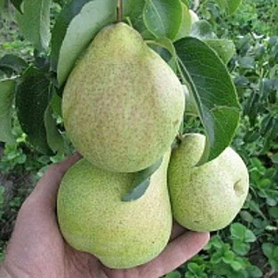 Груша КУДЕСНИЦА в Новосибирске