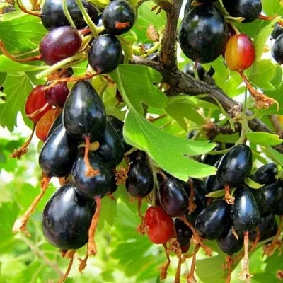 Смородина золотистая БОКАЛИНСКАЯ в Новосибирске