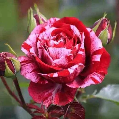 Саженцы роз ДИП ИМПРЕШН флорибунда  Саженцы роз ДИП ИМПРЕШН флорибунда в Новосибирске