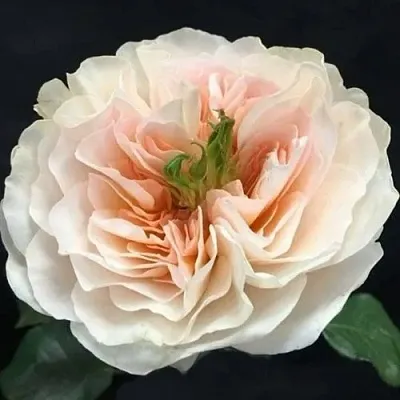 Саженцы роз ЧАРИТИ английская в Новосибирске