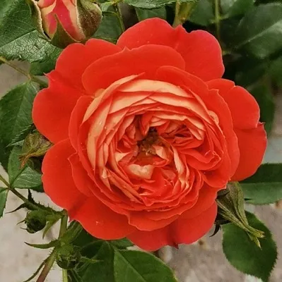 Саженцы роз СТАРЛЕТ РОУЗ КАРМЕН плетистая  Саженцы роз СТАРЛЕТ РОУЗ КАРМЕН плетистая в Новосибирске