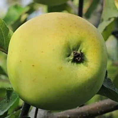 Яблоня РОССИЯНКА  Яблоня РОССИЯНКА в Новосибирске