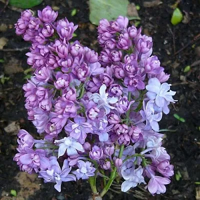 Сирень НАДЕЖДА в Новосибирске