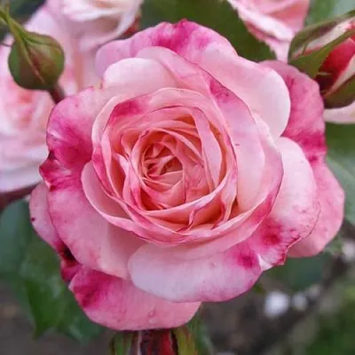 Саженцы роз РОЗЕНШТАДТ ФРАЙЗИНГ шраб в Новосибирске