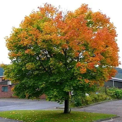 Клен остролистный  Клен остролистный в Новосибирске