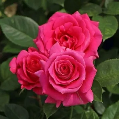 Саженцы роз ЛАВ ЛЕТТЕР флорибунда  Саженцы роз ЛАВ ЛЕТТЕР флорибунда в Новосибирске