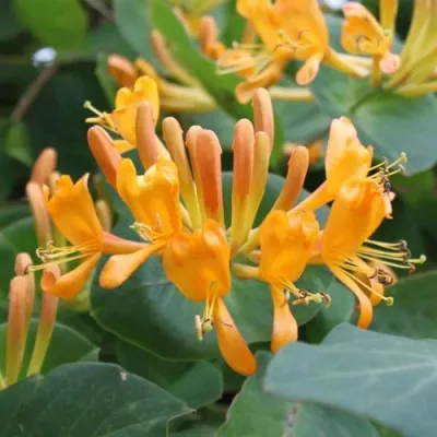 Жимолость ТЕЛЬМАНА в Новосибирске