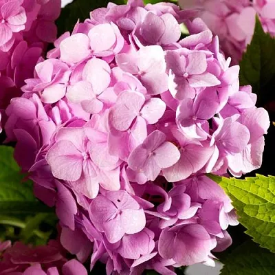 Гортензия БУКЕТ РОУЗ крупнолистная  Гортензия БУКЕТ РОУЗ крупнолистная в Новосибирске