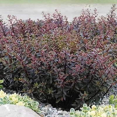 Очиток (седум) САНСПАРКЛЕР ДЖЕЙД ТАФФЕТ в Новосибирске