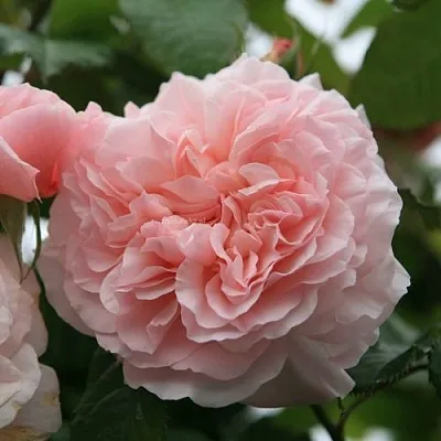 Саженцы роз РОЗ ДЕ ТОЛБИАК плетистая  Саженцы роз РОЗ ДЕ ТОЛБИАК плетистая в Новосибирске