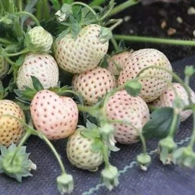 Клубника АНАНАСА ремонтантная в Новосибирске