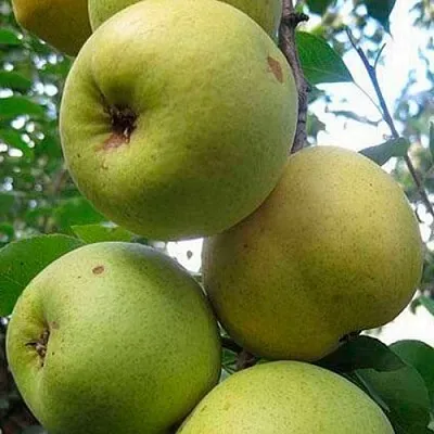 Груша РОГНЕДА в Новосибирске