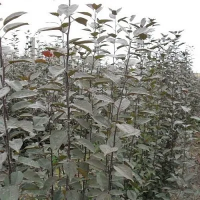 Подвой яблони 54-118 в Новосибирске